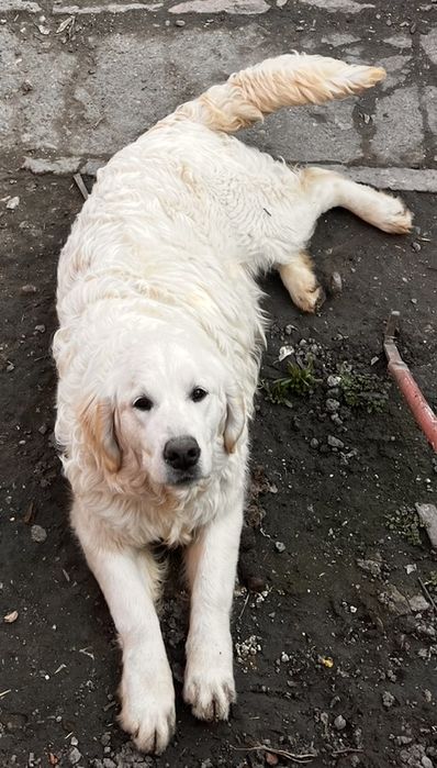 Golden Retriever cu pedigree, 9 luni – exemplare superbe, disponibili imediat