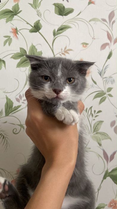Отдам в хорошие руки котят
