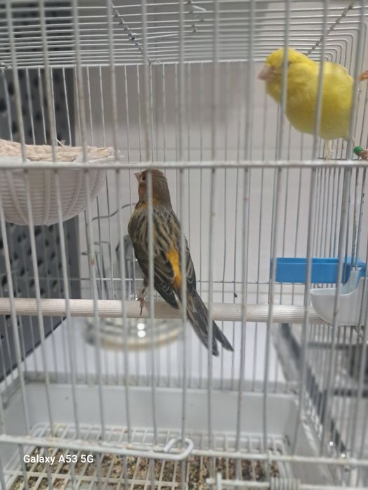 Kanarekala sotiladi.