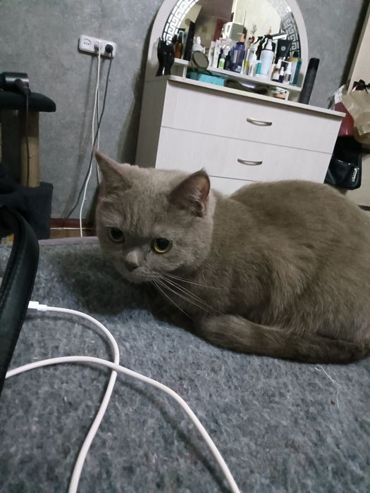 Отдам даром кошечку