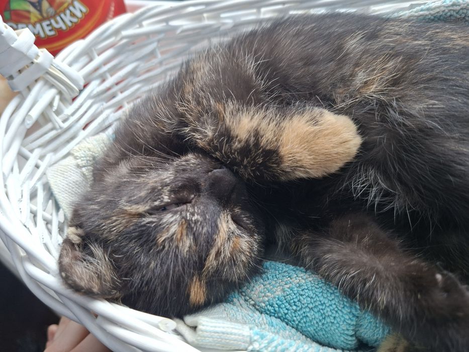 Отдам котёнка в добрые руки