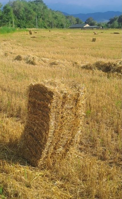 Продается солома пшеницы