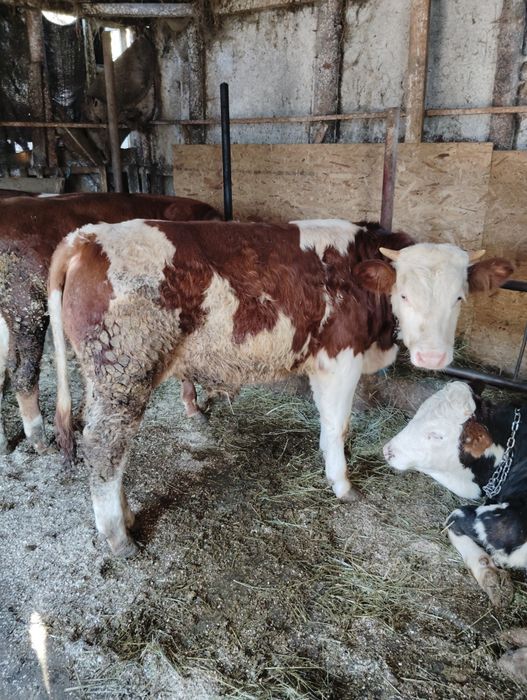 Vând 5 tăurași de rasa bălțată romneasca