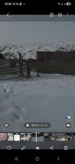 Тай 1.5 жасар сатылады