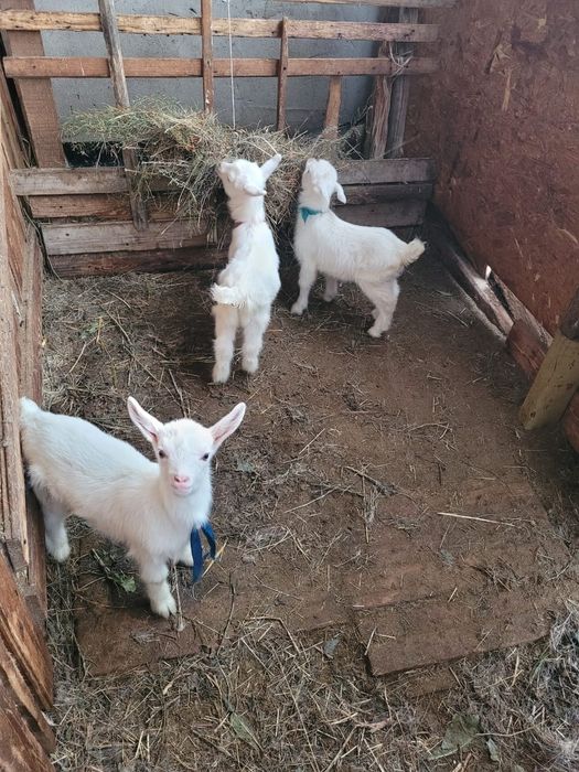 Жаңа туған лақтар сатылады