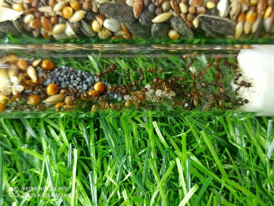 Муравьиная ферма! АЛМАТЫ