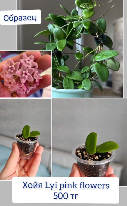 Хойи разные сорта комнатные цветы
