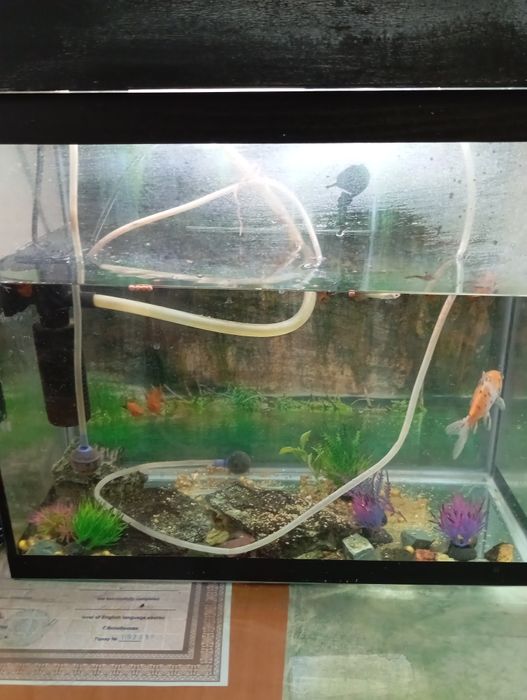 Аквариум с рыбками и аппаратурой