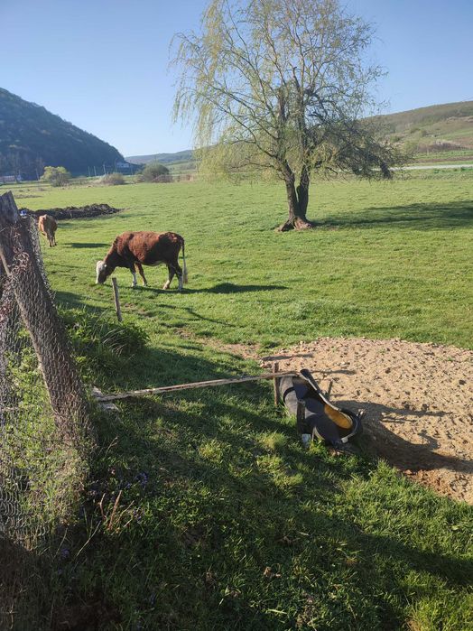 Vind vacă la a 3 fătare ,blîndă , bună de lapte,gestanta în luna a 8