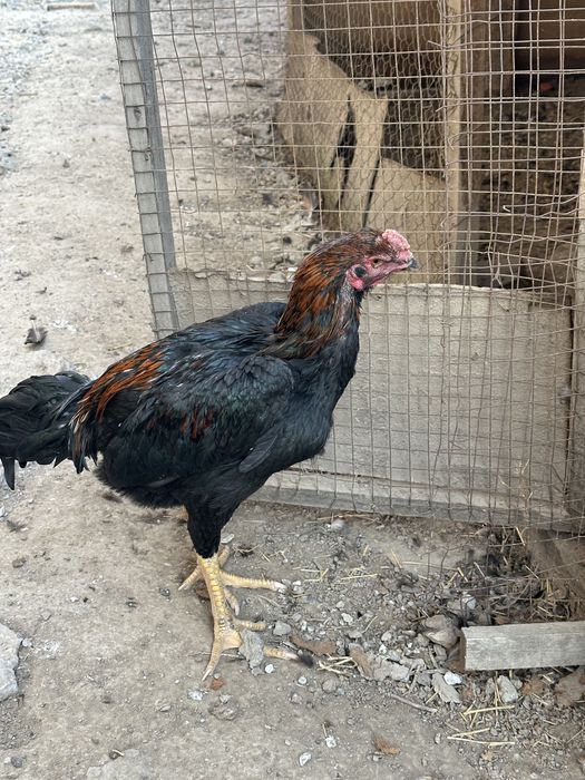 Дакан қораздар о шамо