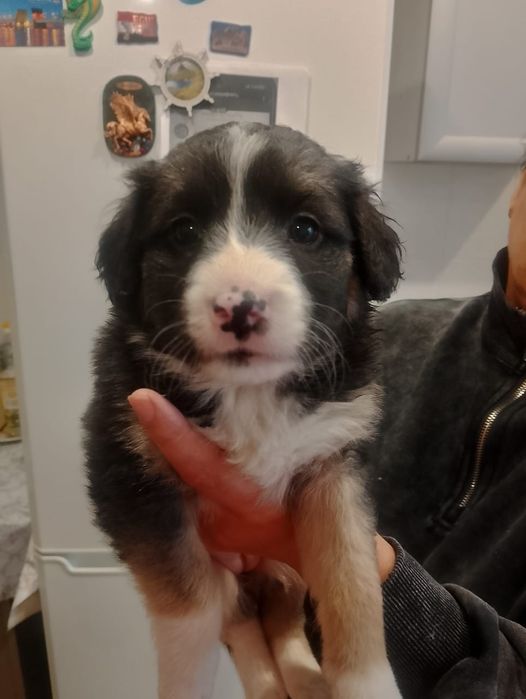 Щенки.В добрые руки.