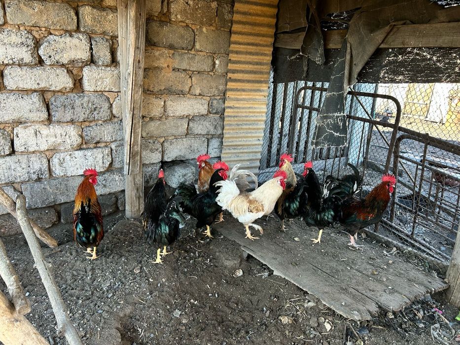 Петухи домашние молодые