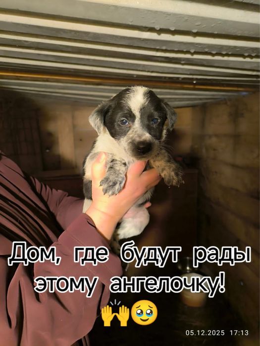 Щенята почти 2 месяца