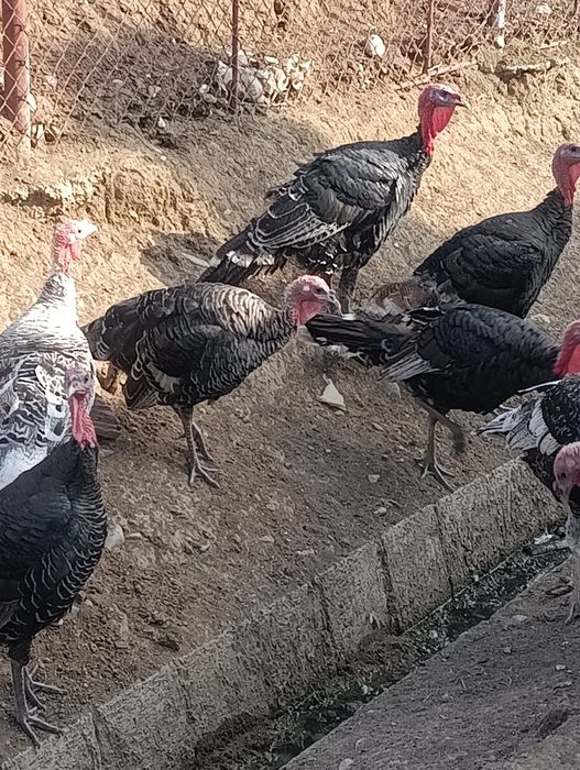 Vând familii de curci