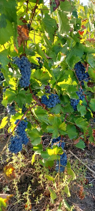 Vand struguri hibrid pentru vin