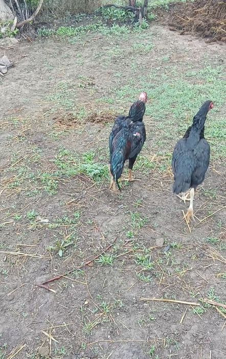 Дакан питух 11 месяцев