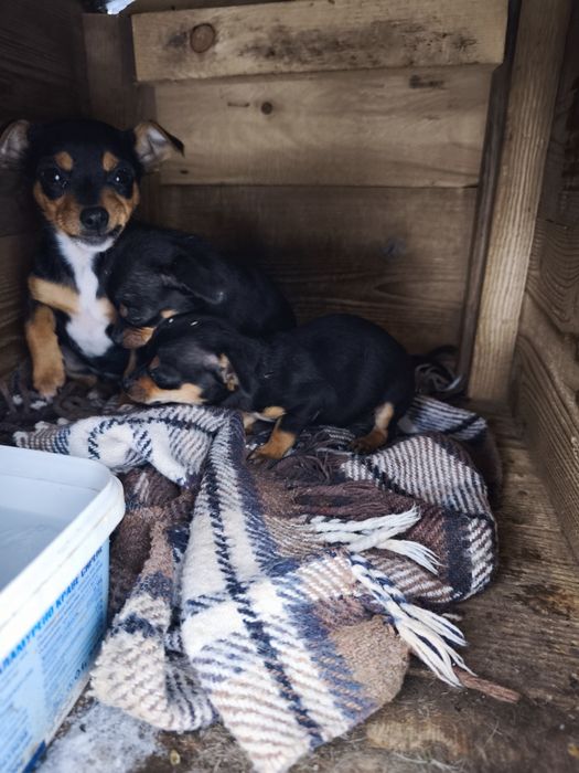 Продавам пинчери