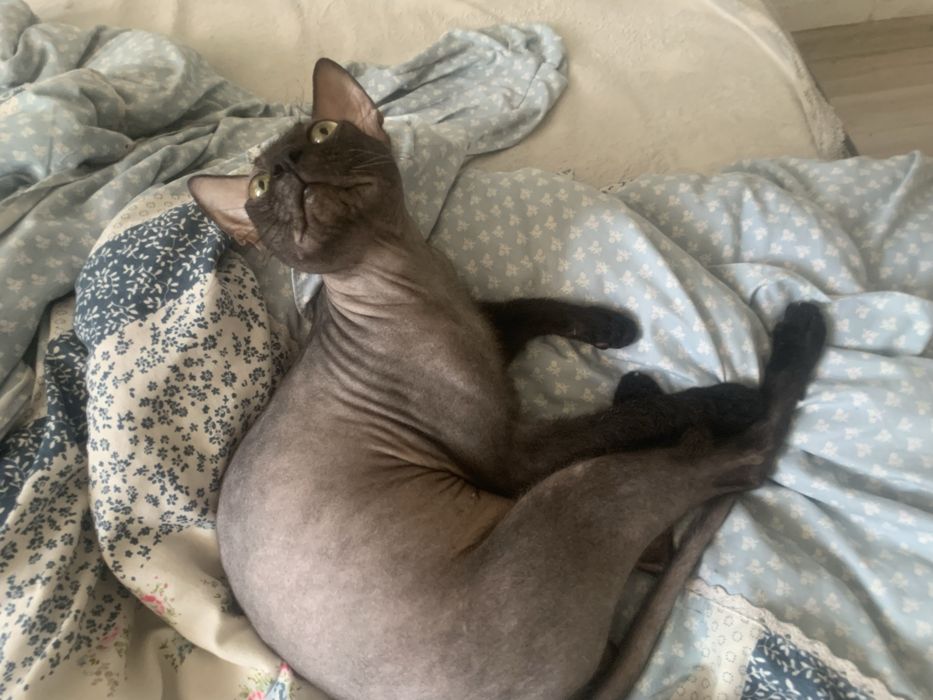 Вязка! Котик ищет невестку!