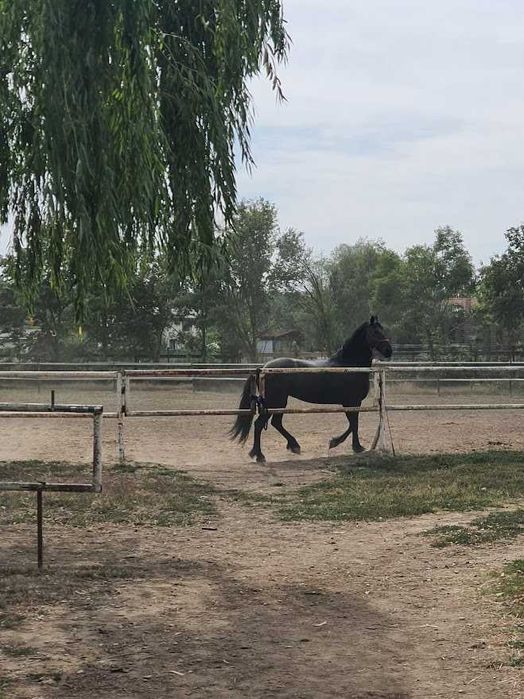 De vânzare: Iapă Friesian (7 ani) și Mânz (2 ani)  preț redus ambii 12.000 euro – Snagov, Ilfov