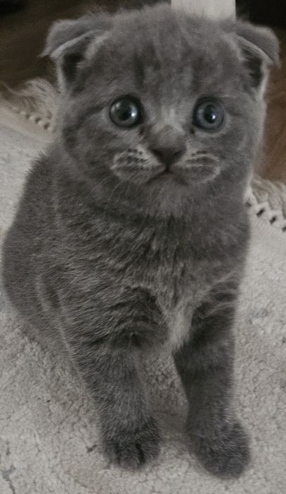 Scottish fold девушка