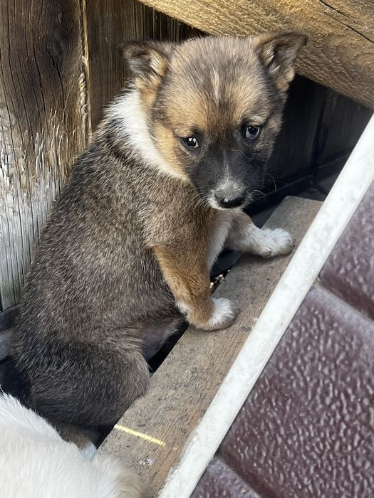 Отдам щенков в хорошие руки