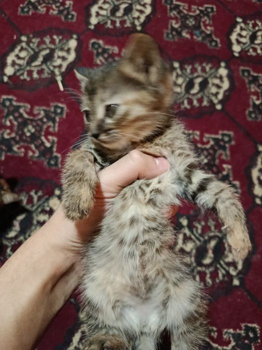 Отдам котят бесплатно