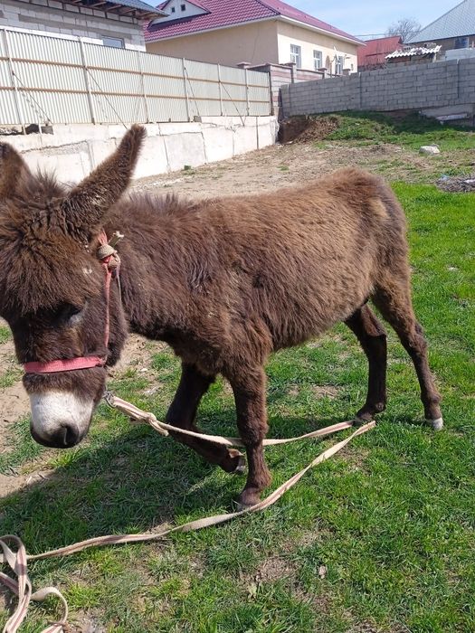 Арсыз дәрігер порно