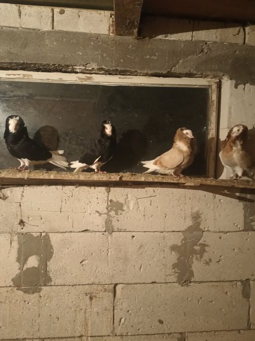 Vând o pereche de porumbei capucini negru lucios