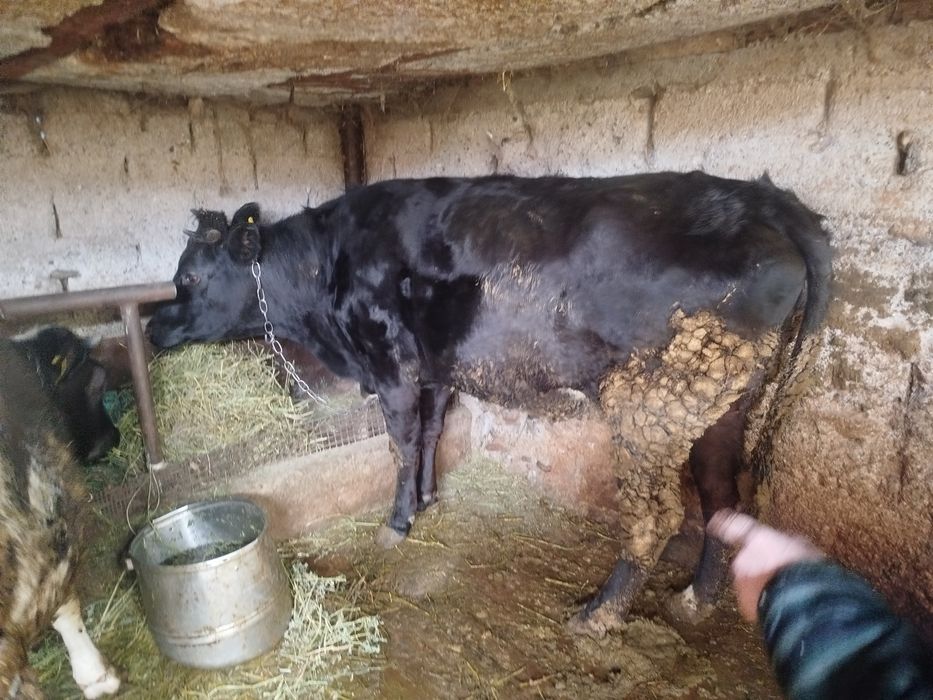 Вынужденый забой