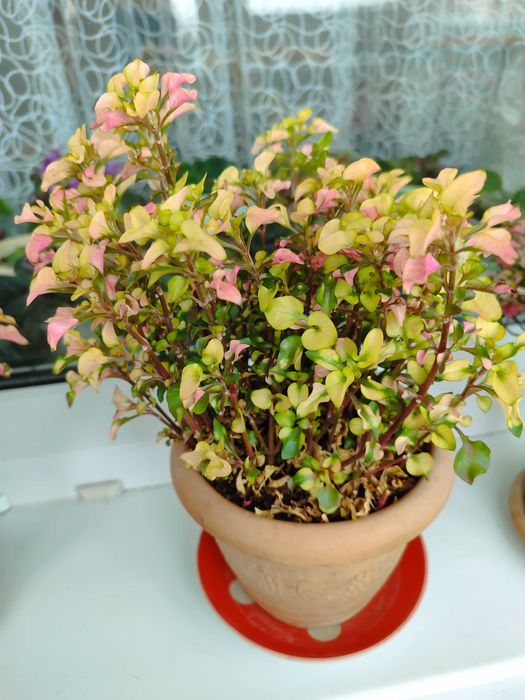 Продам комнатные цветы