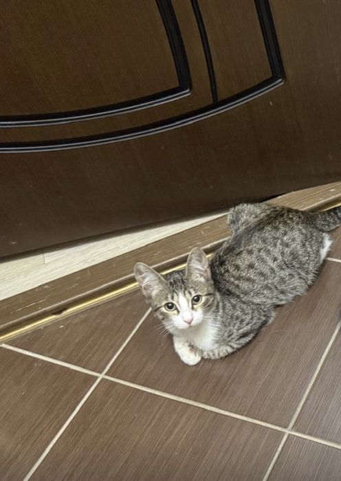 Ищем дом котенку, девочка