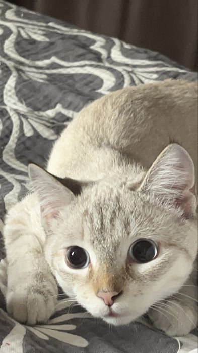 Кот домашний за 10к