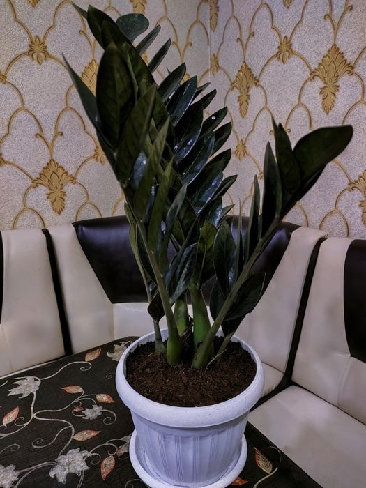 Цветы подарок. Доставка