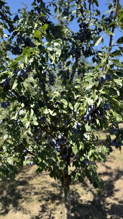 Vând prune Stanley - 7 lei/kg