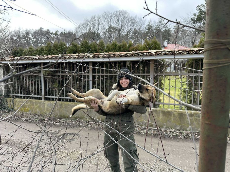Разхождане на кучета