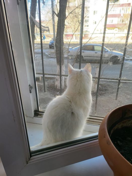 В добрые руки отдадим кошку