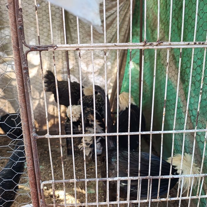 Vând cocosi moțati olandezi