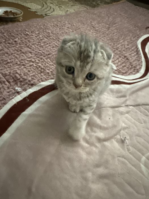 Вислоухий котёнок