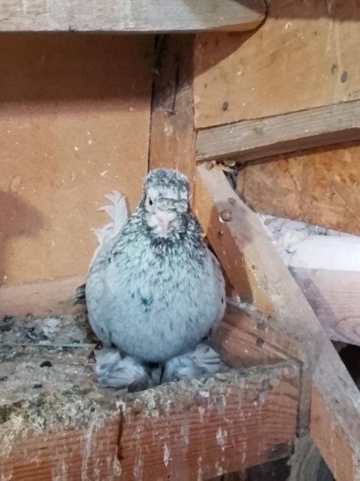 Продам голубей челкари