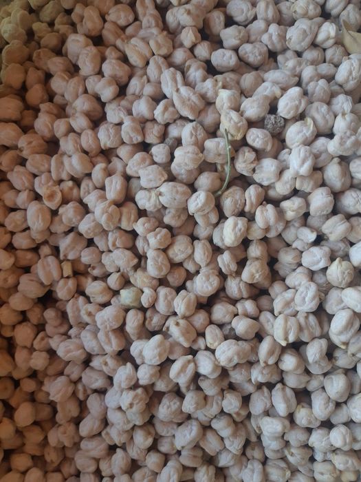 Гибрид (Амприка) навли нухат сотувда