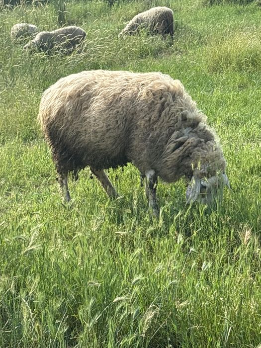 Продавам Коч на 3 г