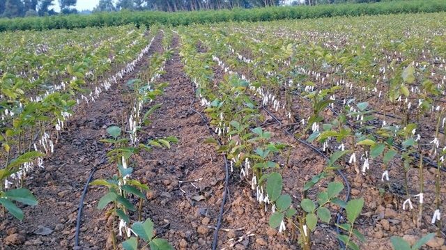 Puieti de nuc altoiti si micorizati