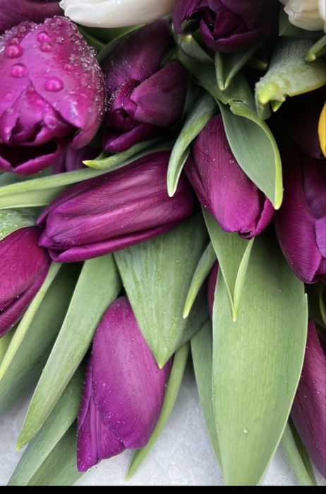 Тюльпаны с луковицей