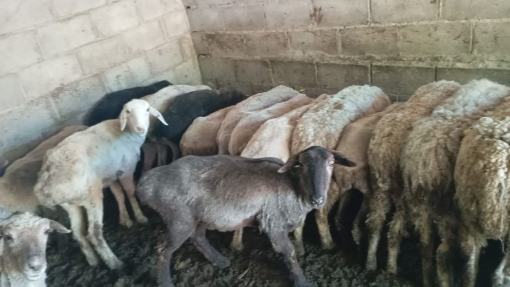 Продам баран жирные самкие и самцы