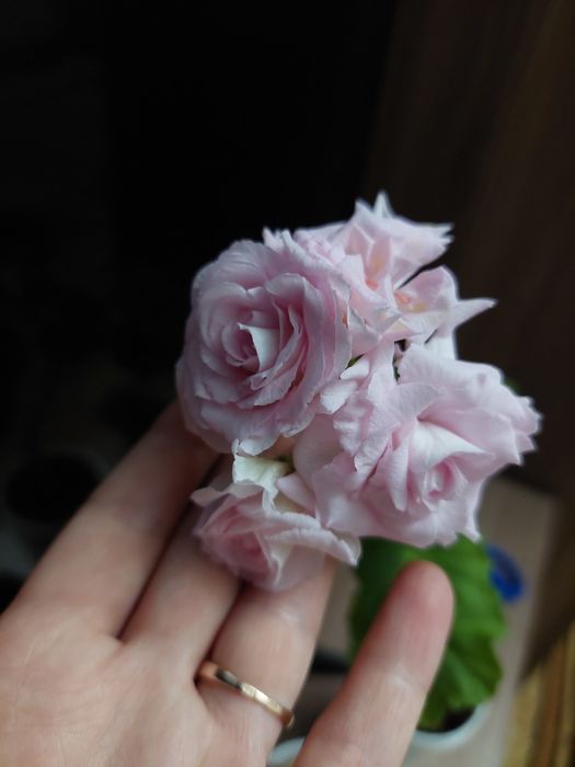 Комнатные цветы.