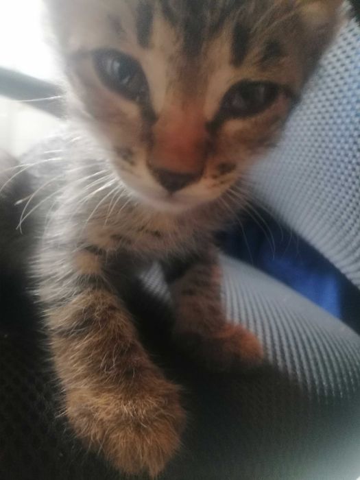 Котята 1,5 месяцев