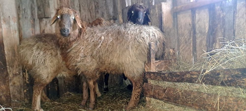 Продам барачиков стоят на откорме