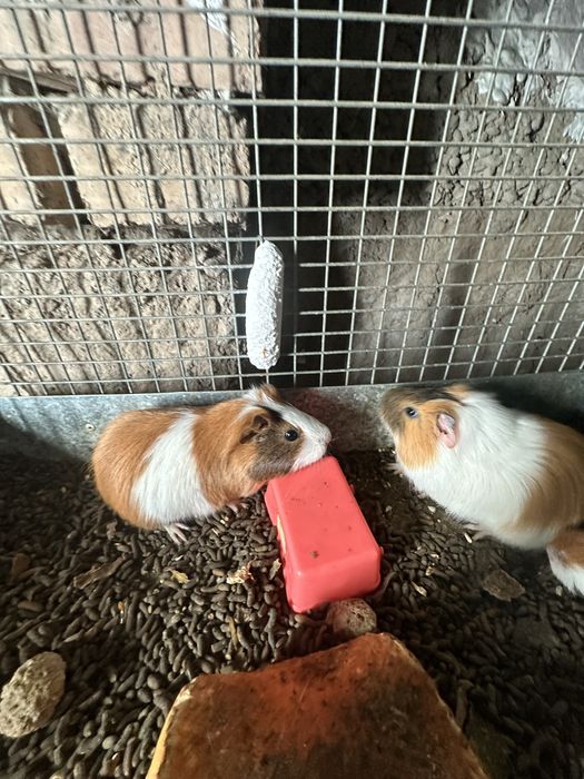 продаеца марская свинка