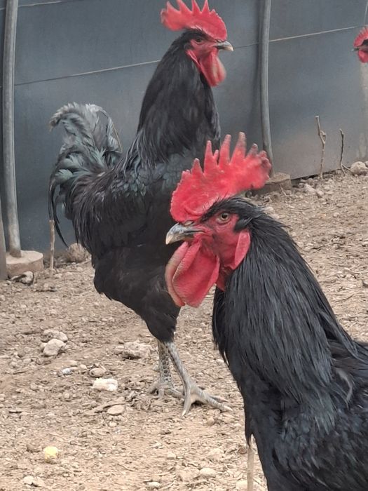 Кора шахзода хуроз. Эски зот.