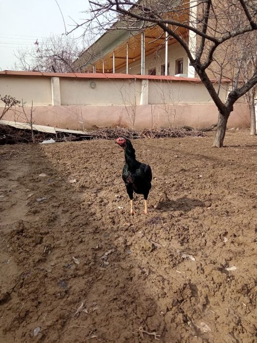 Макен сотилади зотка